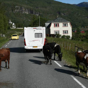 Vacas norueguesas