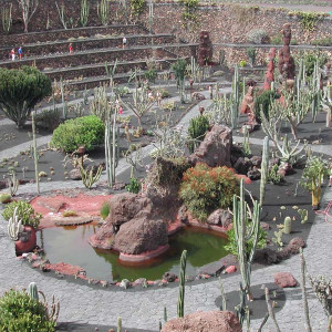 Lanzarote_Jardin_de_Cactus_Kaktusgarten