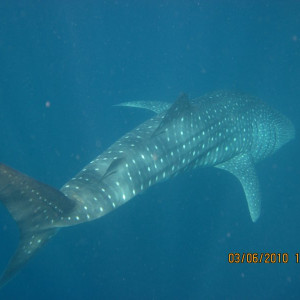 Maldivas 2010 267