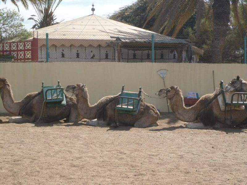 Camels - Dunas Maspalomas