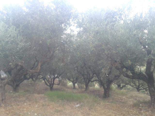 oliveiras e mais oliveiras