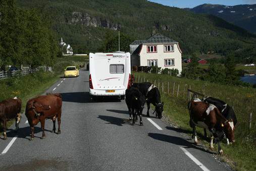Vacas norueguesas