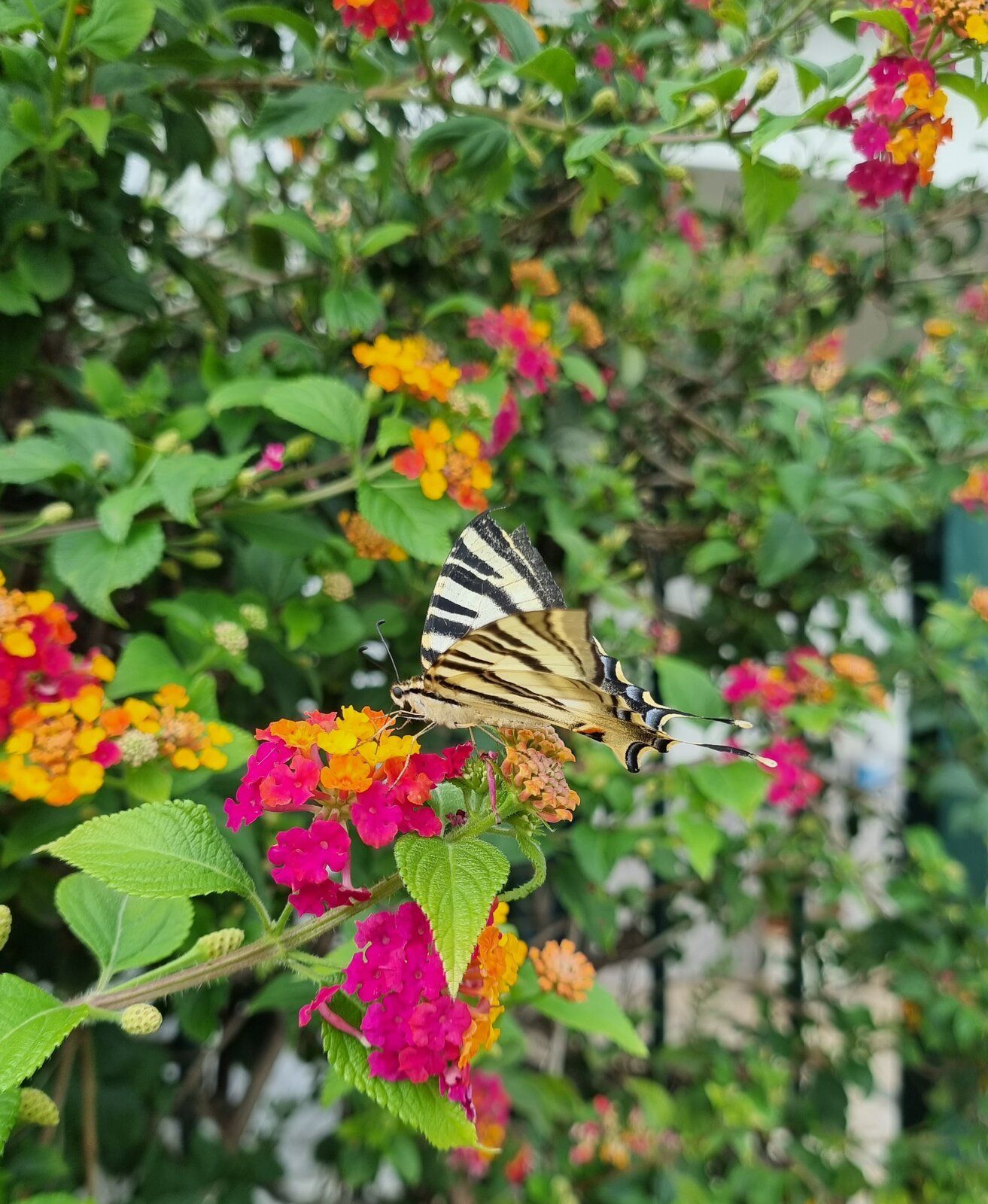 01 Butterfly Flower.jpg