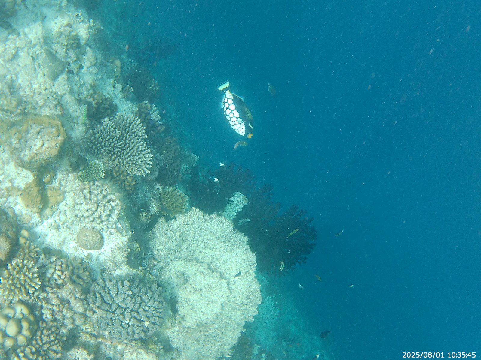 20250801_103545.JPG