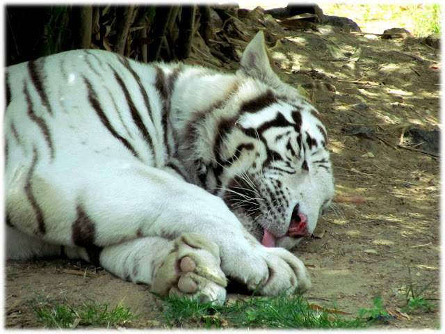 a1.bp.blogspot.com__0ndujE3ZGCg_T_w_Ig6iLWI_AAAAAAAAALo_Dr6JDl6JAAc_s640_Apresenta_C3_A7_C3_A3o1.jpg