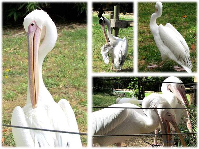 a1.bp.blogspot.com__58MJQDJk_58_T_wthNqMouI_AAAAAAAAAJ8_fZrkYl0hDLg_s640_Apresenta_C3_A7_C3_A3o1.jpg