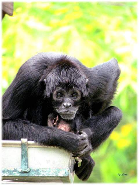 a1.bp.blogspot.com__FkpopUryoUM_T_xGAWjSzxI_AAAAAAAAAM4_uS6JuEOPwxA_s640_Apresenta_C3_A7_C3_A3o1.jpg