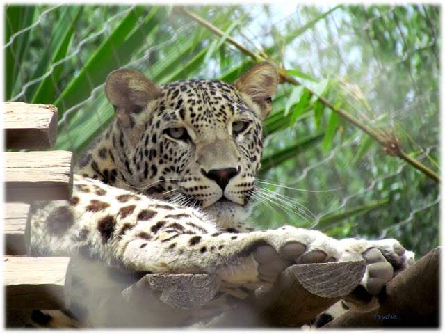 a1.bp.blogspot.com__I6f40WbrKss_T_w88dMvaXI_AAAAAAAAALg_5dvGlREVb24_s640_Apresenta_C3_A7_C3_A3o1.jpg