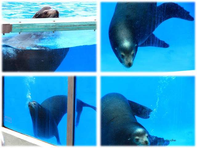 a1.bp.blogspot.com__nEtvQ9fcFZk_T_xhynRggiI_AAAAAAAAAOo_sxu2190Gmzc_s640_Apresenta_C3_A7_C3_A3o1.jpg