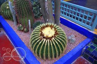 a1.bp.blogspot.com__UZm_oVDwYDY_SZoENTdrkqI_AAAAAAAAASM_A23YhTpxtyc_s320_Cacto_Jardin_Majorelle.jpg
