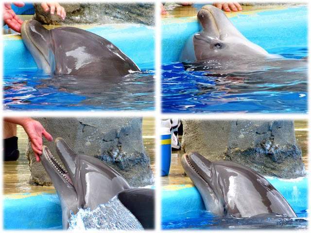 a1.bp.blogspot.com__w7R8b3gfXZs_T_xxdZWa7RI_AAAAAAAAAPc_1pIxXm4wCxw_s640_Apresenta_C3_A7_C3_A3o1.jpg