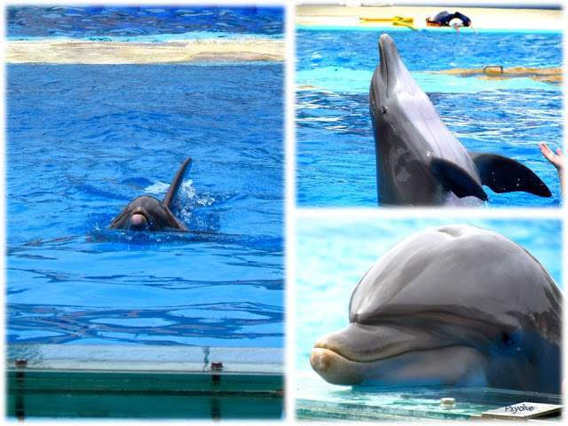 a2.bp.blogspot.com__74bfp20ikWE_T_xocwkq44I_AAAAAAAAAPA_y_xlTlUi3KI_s640_Apresenta_C3_A7_C3_A3o1.jpg
