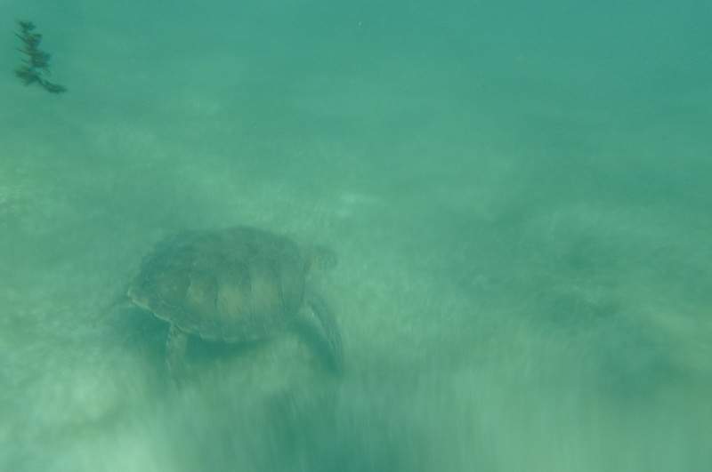 a2.bp.blogspot.com__83xIDY3HwwU_Twxo5lFJxsI_AAAAAAAACPg_DQ_2DBGM62k_s1600_CIMG2913.JPG