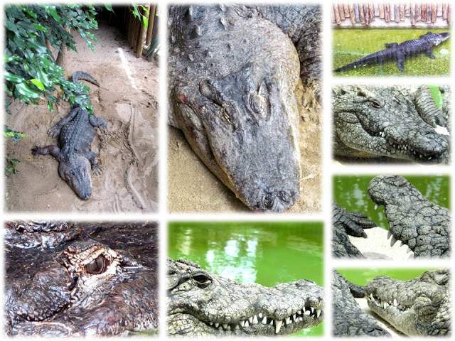 a2.bp.blogspot.com___gCOtVB0O4c_T_wfTt4z9NI_AAAAAAAAAIs_zIOePRD0w7w_s640_Apresenta_C3_A7_C3_A3o1.jpg
