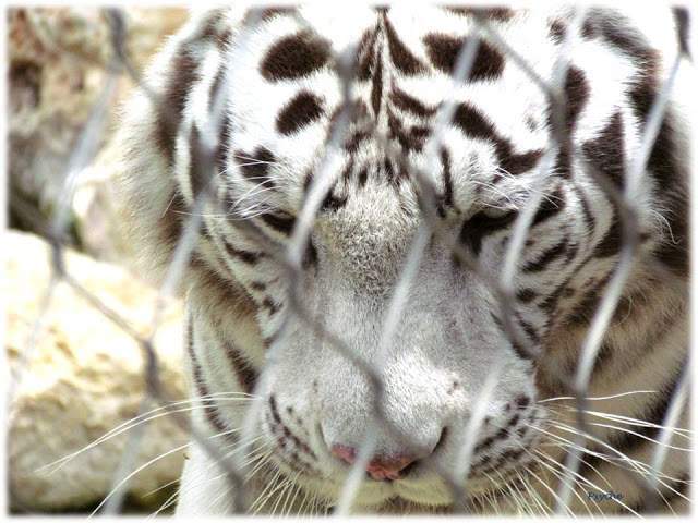 a2.bp.blogspot.com__bTLUQ_7Diqc_T_w_7djfOqI_AAAAAAAAAL4_h7EnuaR7fmE_s640_Apresenta_C3_A7_C3_A3o1.jpg