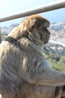 a2.bp.blogspot.com__ieskiUGt3Zc_UNwuG8Zaz_I_AAAAAAAAAfg_qYy6hotpggY_s320_gibraltar__10_.JPG