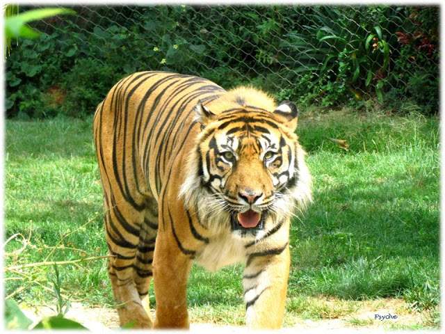a2.bp.blogspot.com__MRbreHQwh1I_T_xA7xTVkmI_AAAAAAAAAMA_36PYkiYN_4Y_s640_Apresenta_C3_A7_C3_A3o1.jpg