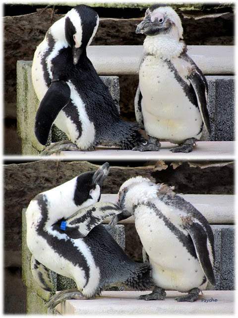 a3.bp.blogspot.com__6HH2r5V0H0o_T_w2zwOQftI_AAAAAAAAAK8_J2YR5p0dtEk_s640_Apresenta_C3_A7_C3_A3o1.jpg