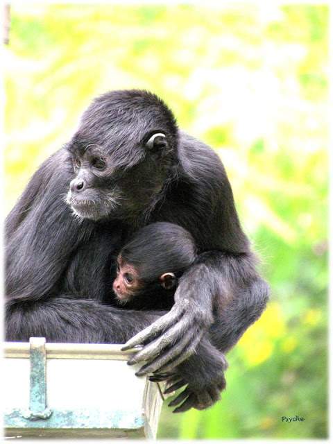 a3.bp.blogspot.com__DPxmAJ5yxEk_T_xGozj3RtI_AAAAAAAAANI__6E7hQaZnpY_s640_Apresenta_C3_A7_C3_A3o1.jpg