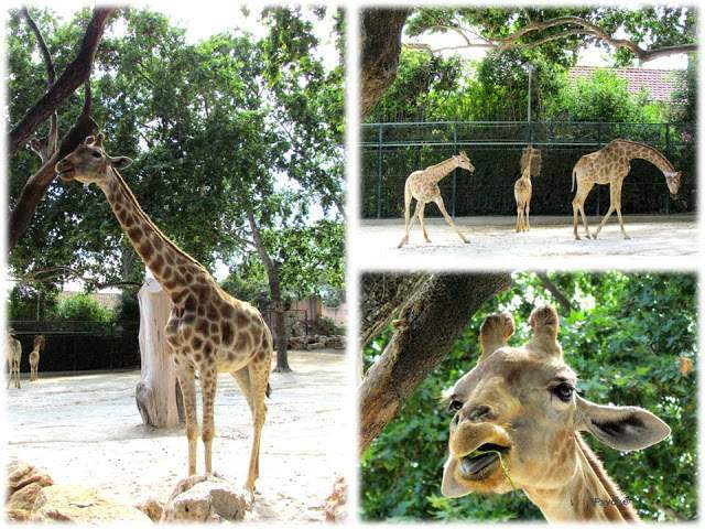 a3.bp.blogspot.com__owgJZoOwass_T_w0tS2ihUI_AAAAAAAAAK0_1GpH2x9wjZI_s640_Apresenta_C3_A7_C3_A3o1.jpg