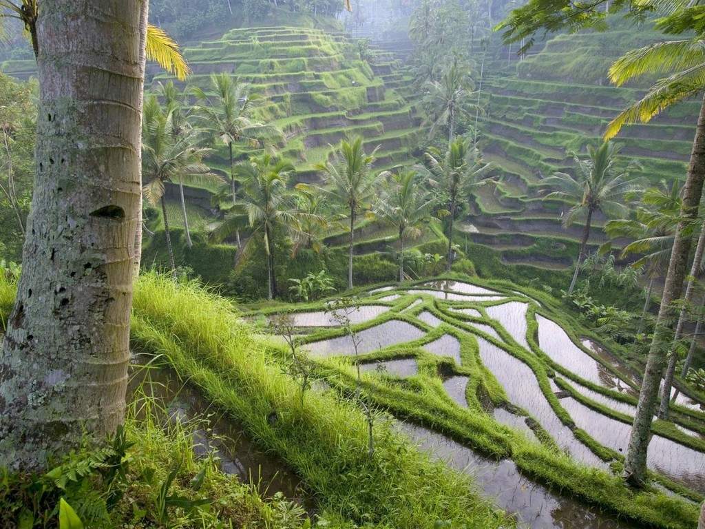 a3.bp.blogspot.com__Tjr7XRI3VVg_TKnpThRQt6I_AAAAAAAAAao_RC0QRhAsghI_s1600_ubud__1_.jpg