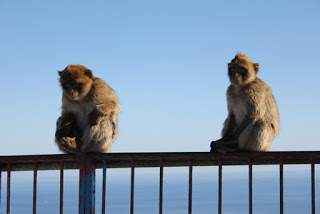 a3.bp.blogspot.com__WUPZJ2wQh1Y_UNwuGHYok_I_AAAAAAAAAfY_smgaKqRyk5Y_s320_gibraltar__9_.JPG