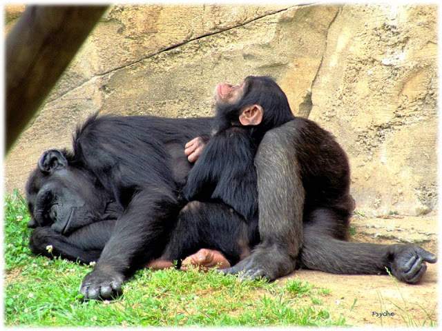 a4.bp.blogspot.com__Hj_XQ2MFnHU_T_xKBfwJDQI_AAAAAAAAANo_oUIRzMnyxiA_s640_Apresenta_C3_A7_C3_A3o1.jpg