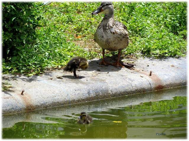 a4.bp.blogspot.com__I9RjGy4J8mQ_T_sz66rCyMI_AAAAAAAAAHE_89QF60FD55I_s640_LIIIIIIII.jpg