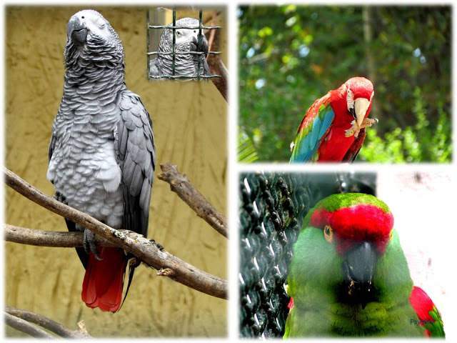 a4.bp.blogspot.com__QkK6ojfvFis_T_wmBpEDY9I_AAAAAAAAAJI_ouw_8k8ui8U_s640_Apresenta_C3_A7_C3_A3o1.jpg