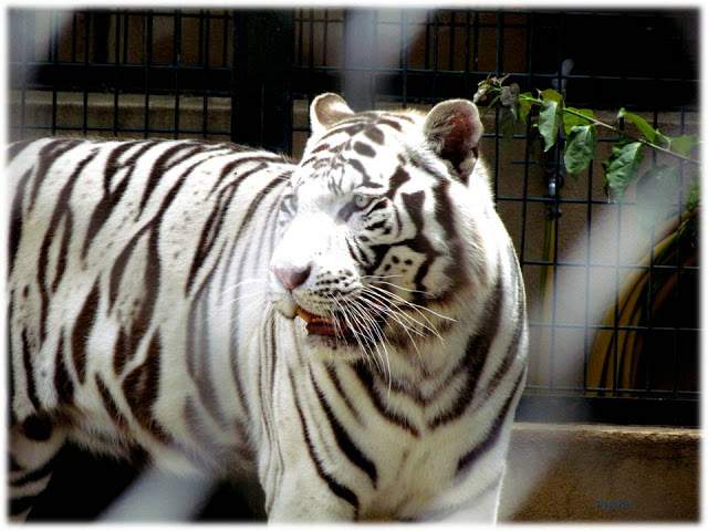 a4.bp.blogspot.com__rzZuZMFWcFU_T_w_dtC8ApI_AAAAAAAAALw_AysNfMYYQ3A_s640_Apresenta_C3_A7_C3_A3o1.jpg