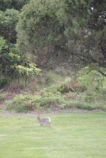 a4.bp.blogspot.com__vKAI7boEuzw_UOxY10HKBjI_AAAAAAAAA3k_7e7VX4w3GTI_s320_golfe_2B_25282_2529.JPG