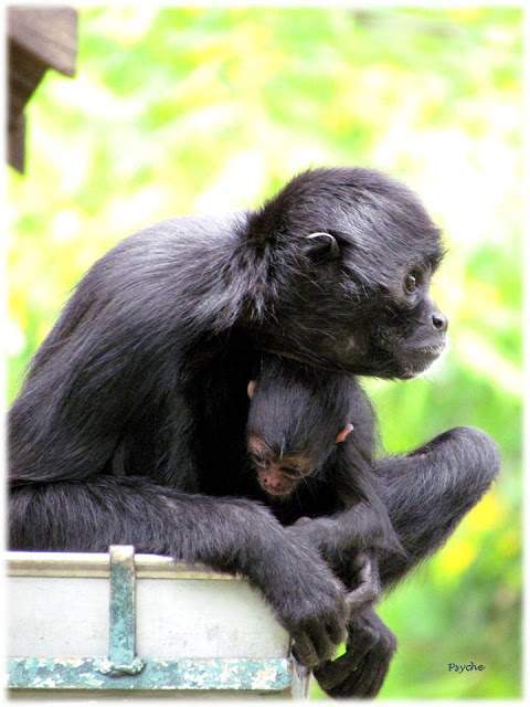 a4.bp.blogspot.com__VnYpYwUUbsg_T_xGRuAZ_sI_AAAAAAAAANA_l0sT_ehP4Yc_s640_Apresenta_C3_A7_C3_A3o1.jpg