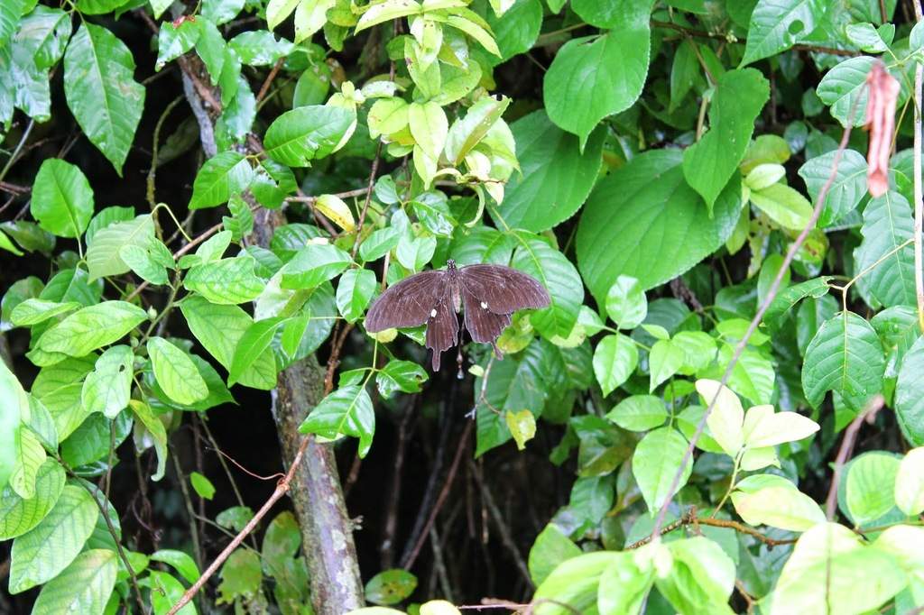 a4.bp.blogspot.com__VUs_XeO_TfE_U6qO5QQKMWI_AAAAAAAAApE_AIJ_O79wV7s_s1600_borboleta.jpg