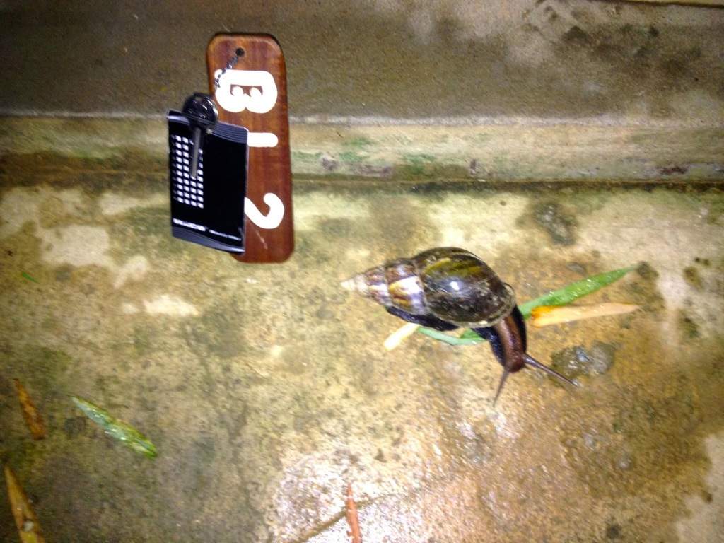 a4.bp.blogspot.com__wbIYXEPwjXs_VCPmFt4tRqI_AAAAAAAAAv0_O84GDFH3_Bg_s1600_caracoleta.jpg