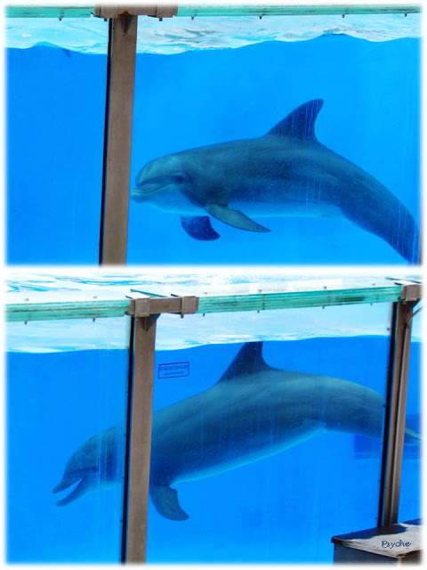 a4.bp.blogspot.com__Wt1CUU1g4T0_T_xyUEXmcRI_AAAAAAAAAPs_AMaLJ9vEeEQ_s640_Apresenta_C3_A7_C3_A3o1.jpg