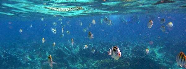 ablog.edreams.es_wp_content_uploads_sites_5_2013_08_snorkel15.jpg