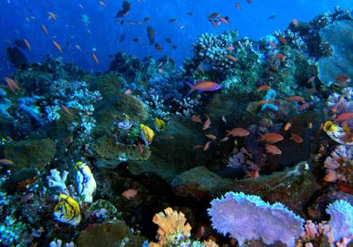 aboaviagem.org_uploads_2010_07_08_11_Bunaken_North_Sulawesi_Indonesia.jpg