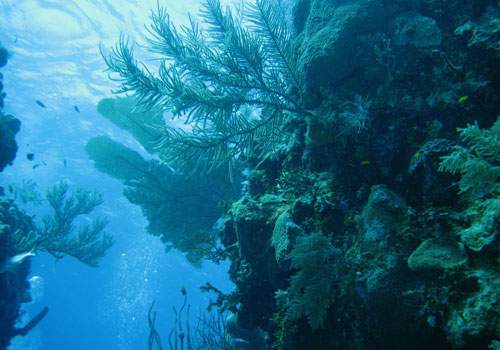 aboaviagem.org_uploads_2010_07_08_7_Little_Cayman_British_West_Indies.jpg
