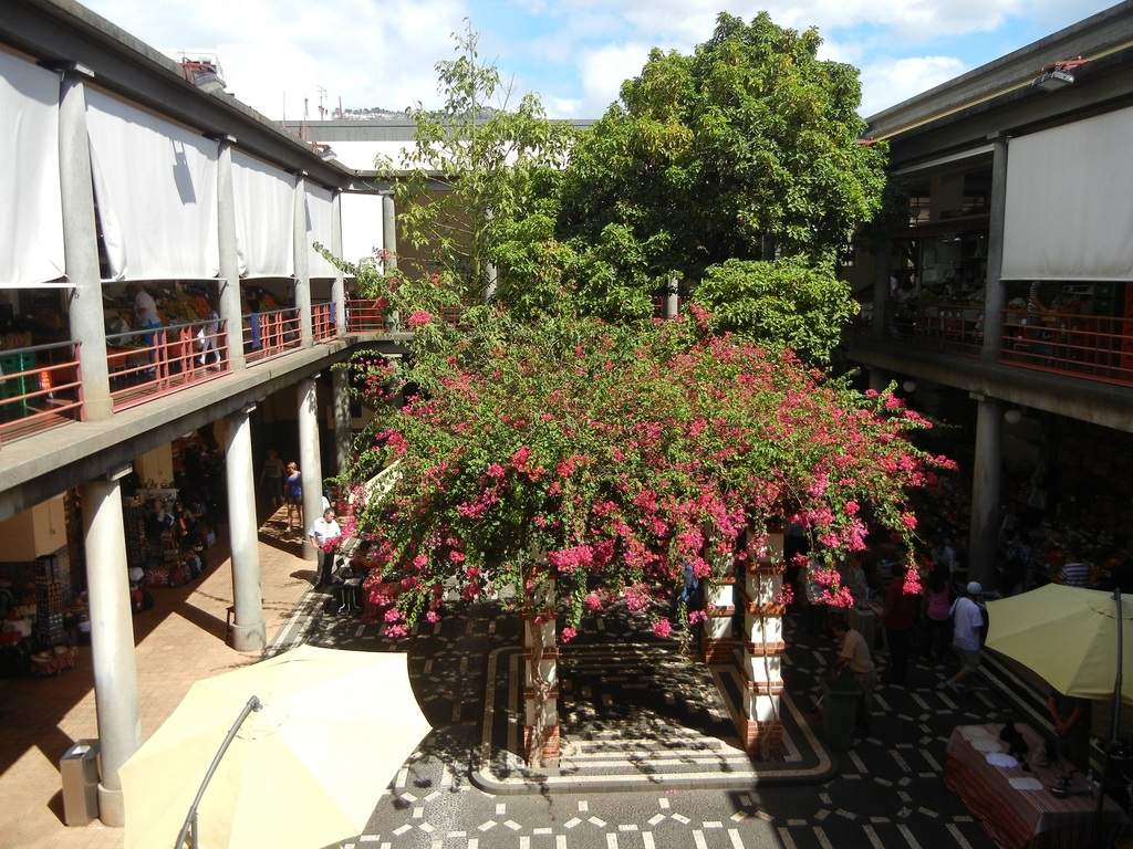adl.dropboxusercontent.com_u_15955846_Madeira_DSCN1620.JPG