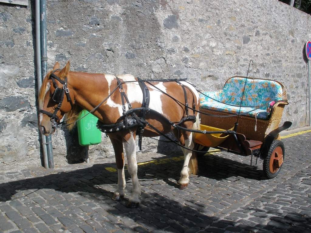 adl.dropboxusercontent.com_u_15955846_Madeira_P9211288.JPG