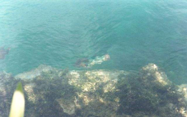 afotos_sapo_pt_nunoneves_pic_0000fqda_.jpg