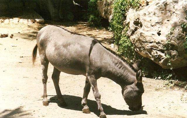 afotos_sapo_pt_nunoneves_pic_00013bf1_.jpg