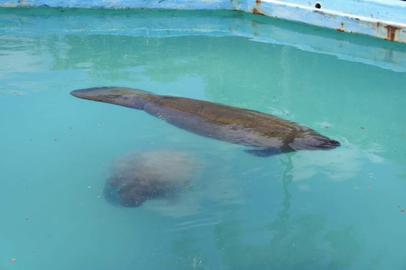 ai10.photobucket.com_albums_a111_mohini85_Praias_20Brasil_IMG_4435.jpg