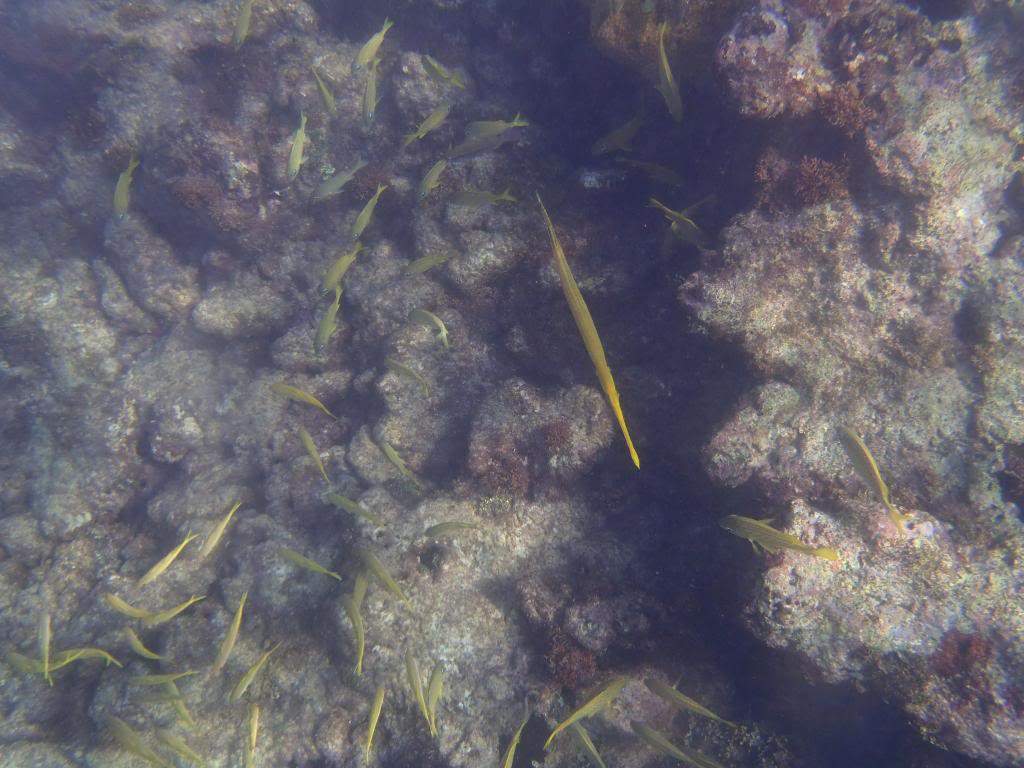 ai1000.photobucket.com_albums_af124_Apilif_Punta_20Cana_PB050020.jpg