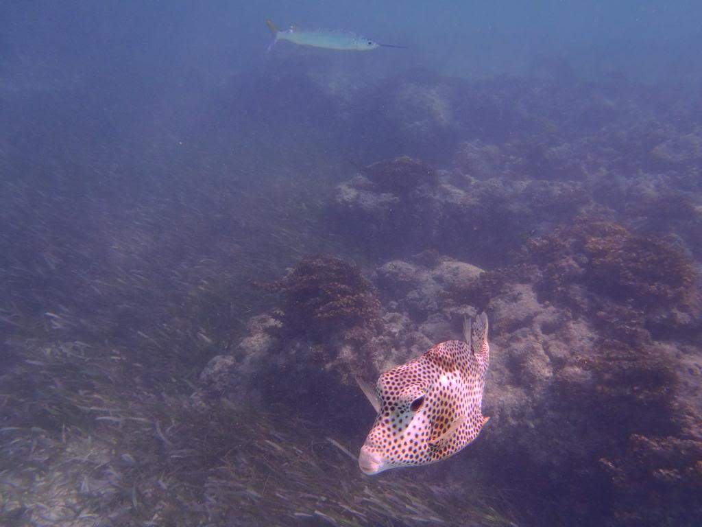 ai1000.photobucket.com_albums_af124_Apilif_Punta_20Cana_PB050099.jpg