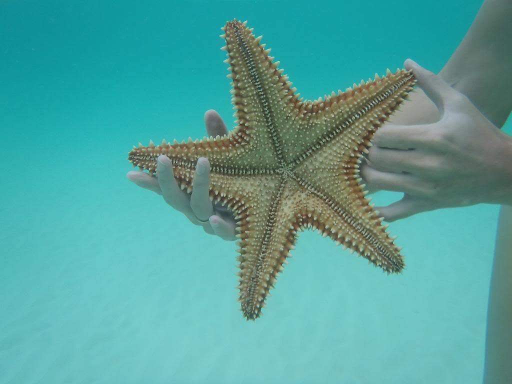 ai1000.photobucket.com_albums_af124_Apilif_Punta_20Cana_PB050249.jpg