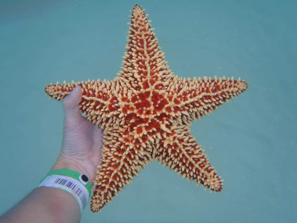 ai1000.photobucket.com_albums_af124_Apilif_Punta_20Cana_PB050280.jpg