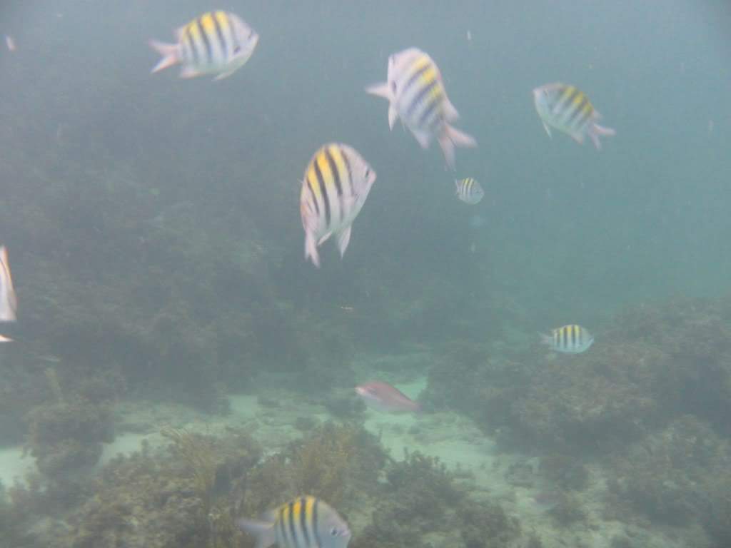 ai1006.photobucket.com_albums_af183_ajml28_R_20Dominicana_20Jubc0d34f773d7c3357a1b60560d8ab608.jpg