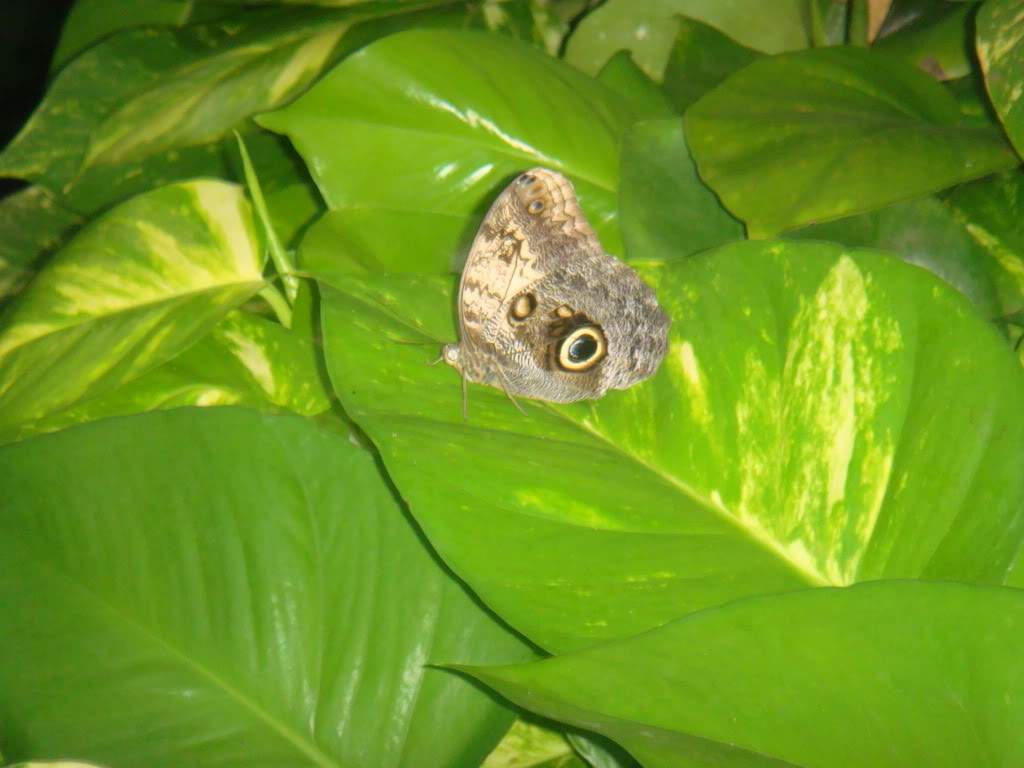 ai1012.photobucket.com_albums_af243_emar37_273.jpg