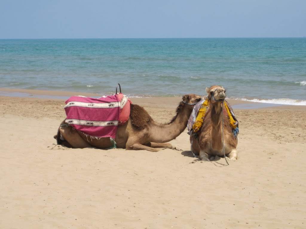 ai1016.photobucket.com_albums_af282_jcarlos76_IMG_1650.jpg